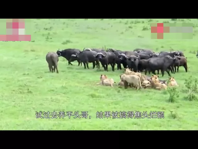 为什么动物园打死也不收留“平头哥”蜜獾?看完我要笑了